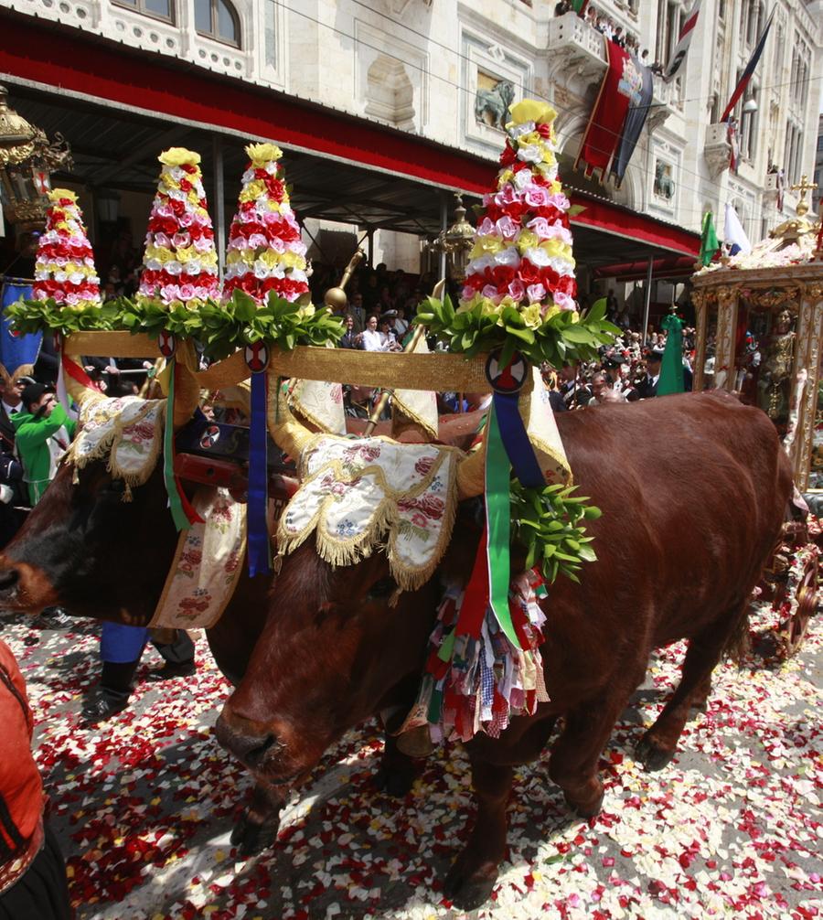 Dermatite: Sant’Efisio in spalla fino a Capoterra?