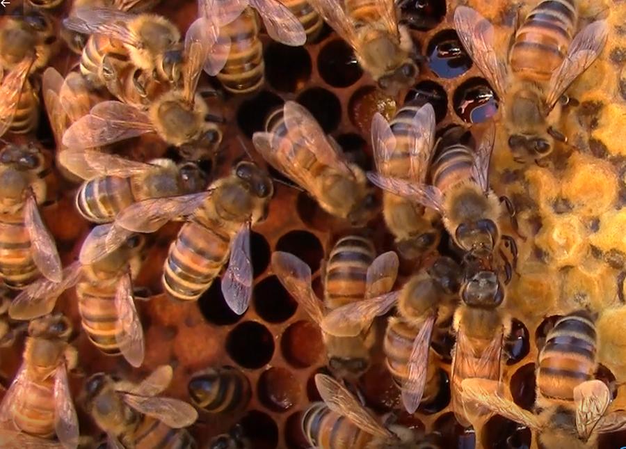 Gli animali hanno "inventato" la medicina prima dell'uomo