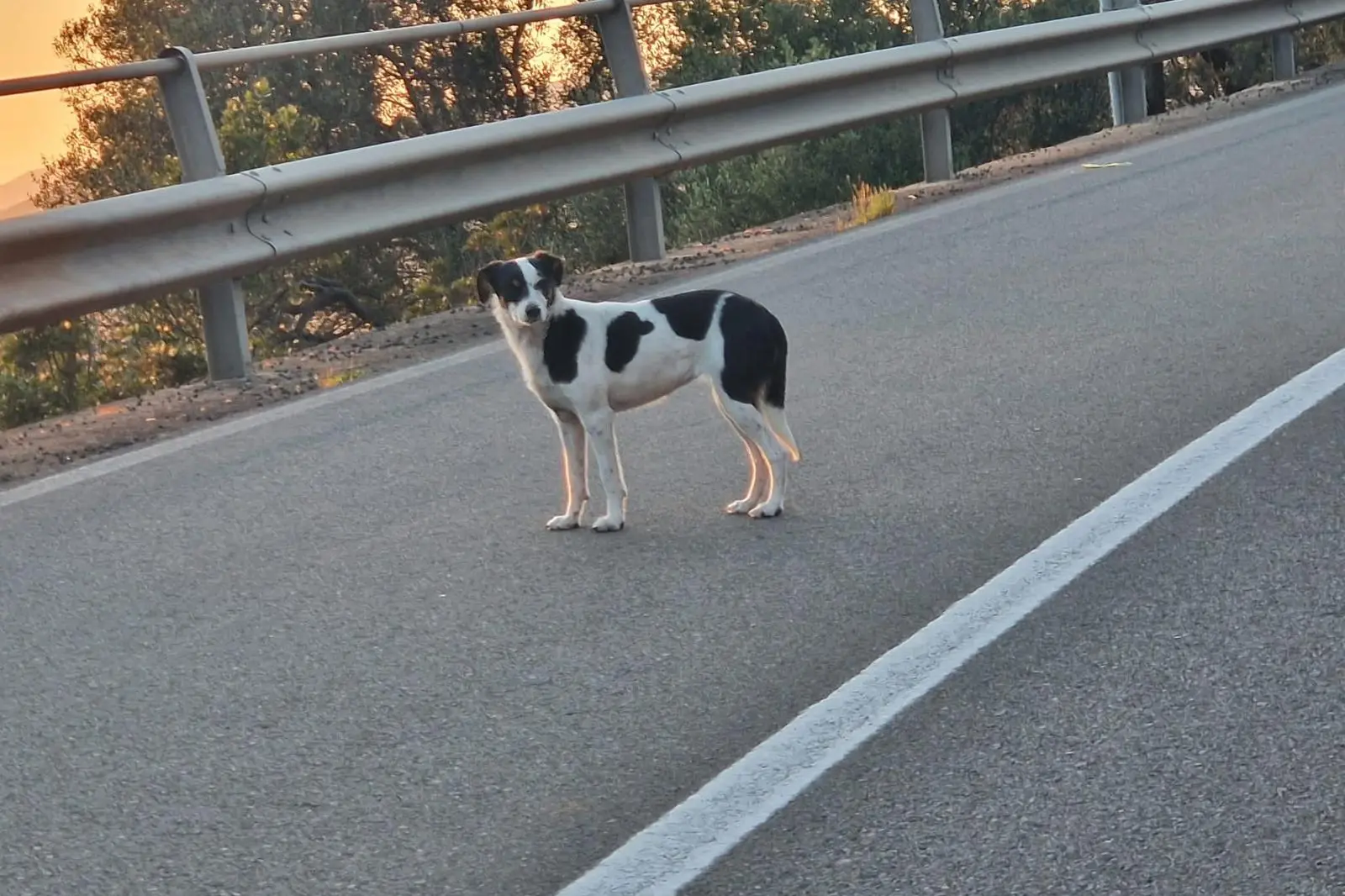 Il cane sulla statale 195 (foto Facebook - Angelo Milia)