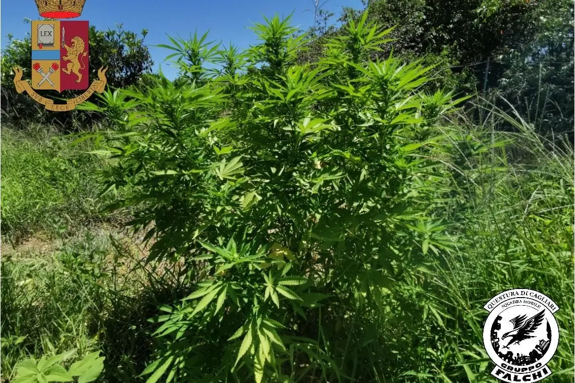 Le piante di marijuana (foto concessa)