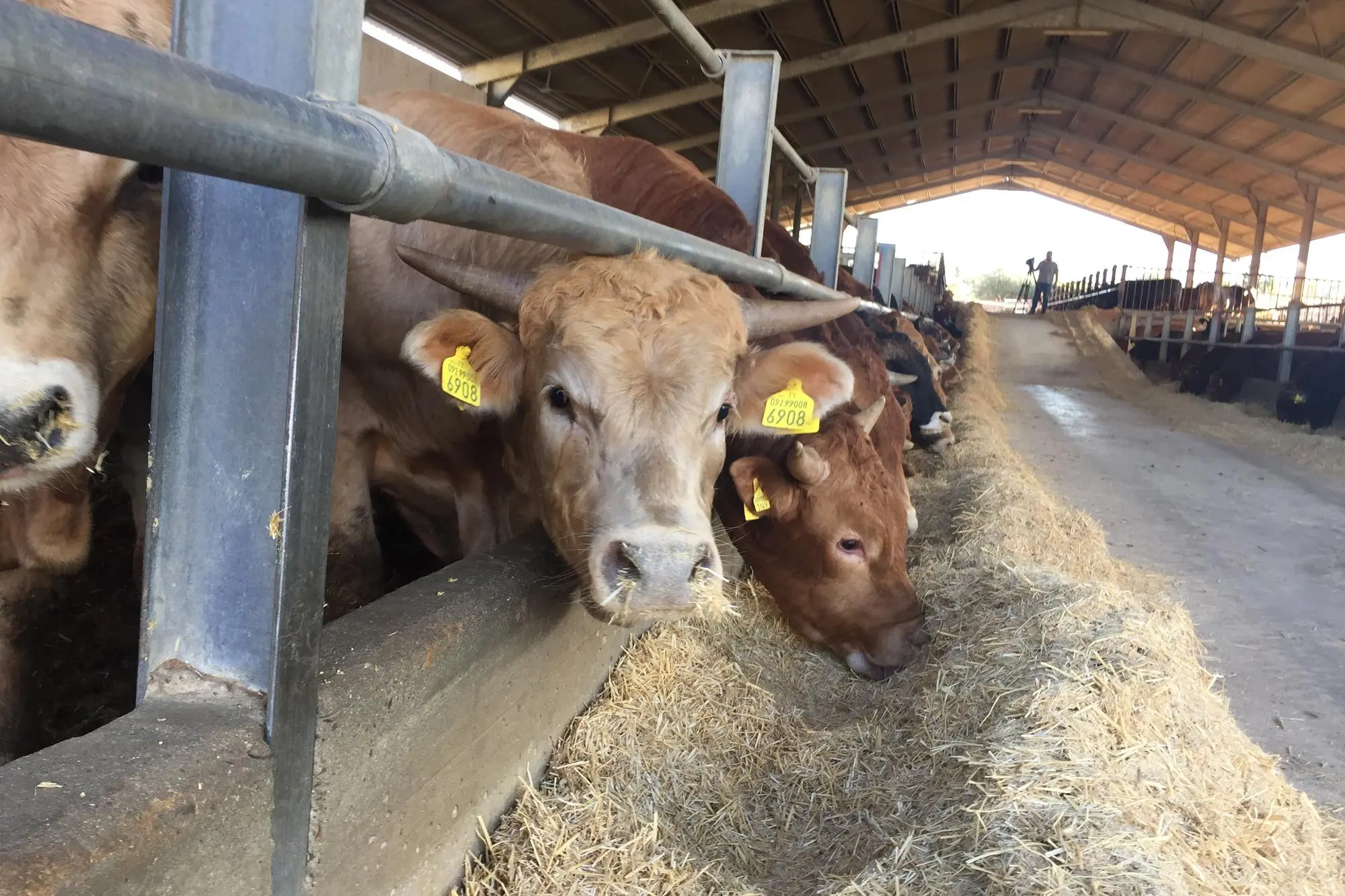 Bovini in un'azienda sarda (foto Ansa)
