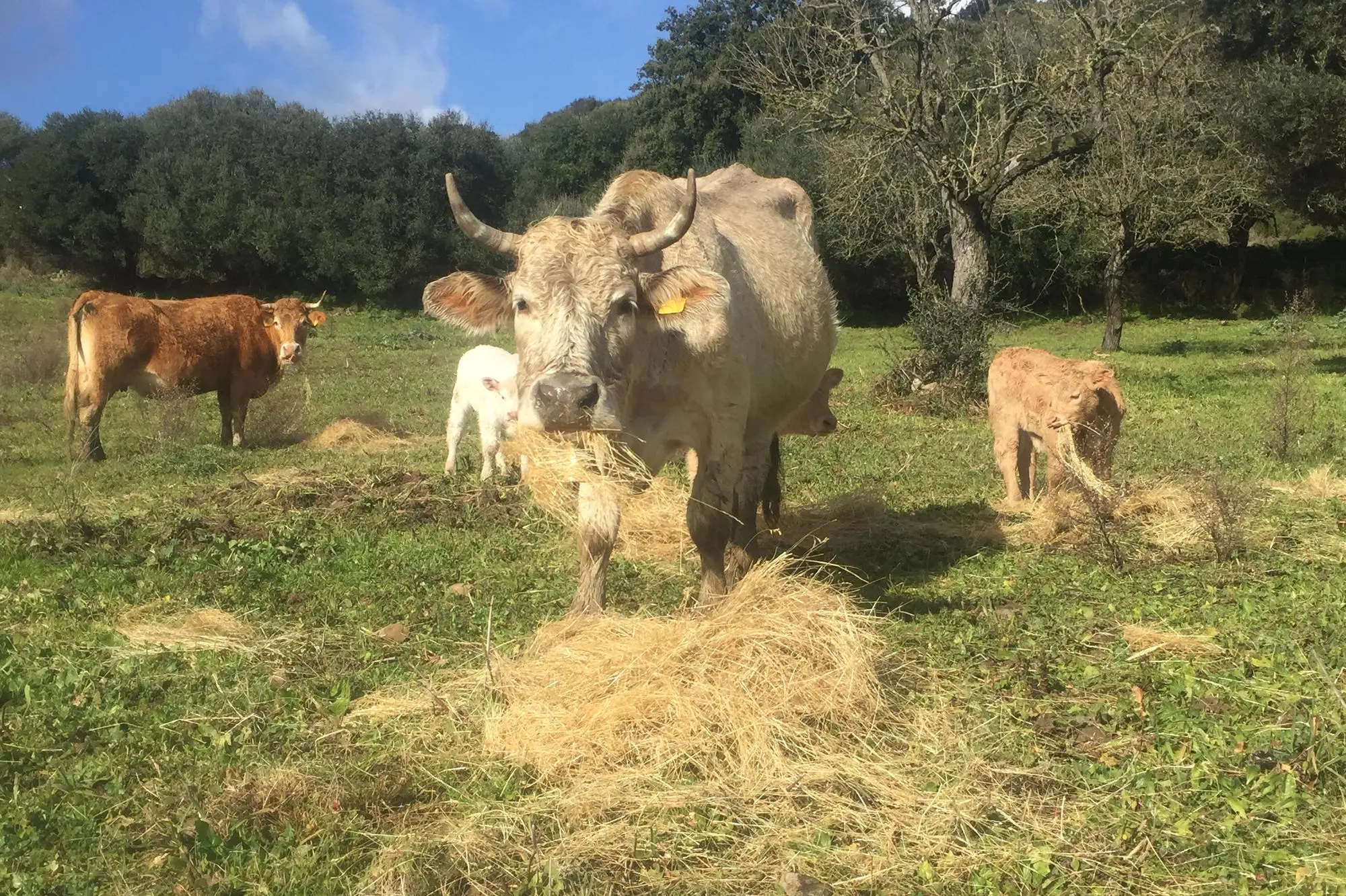 Un bovino in un campo (Foto archivio)