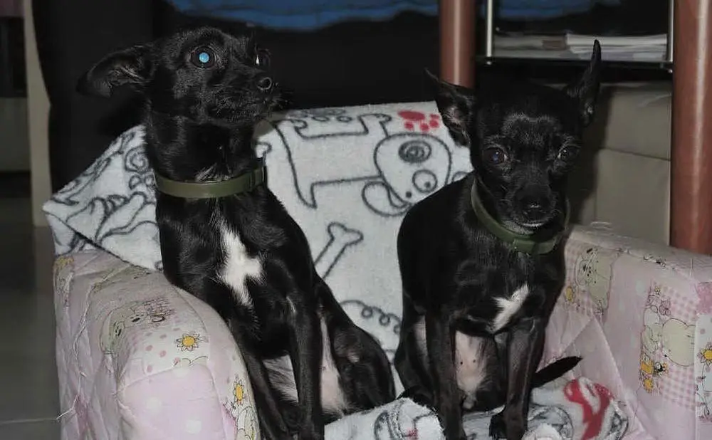Zoe e Vicky di Roberto Bruzzo, Assemini