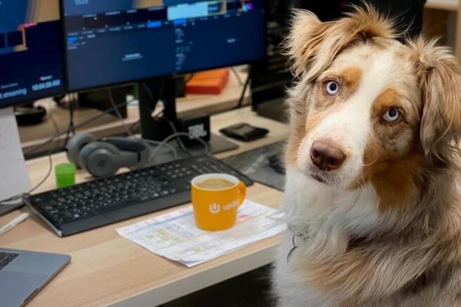Il cane in ufficio (foto archivio L'Unione Sarda)