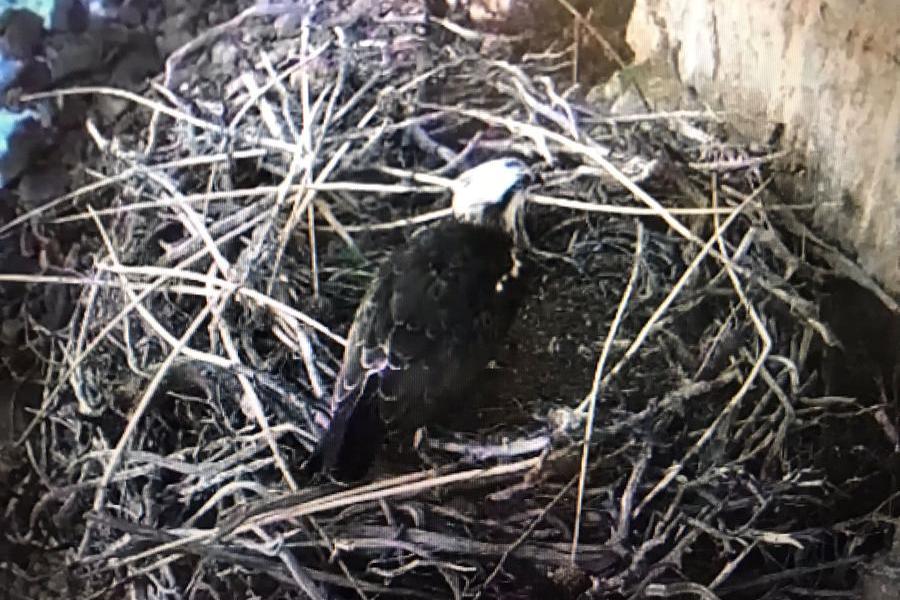 Il Falco pescatore prende casa sulla falesia di Capo Caccia