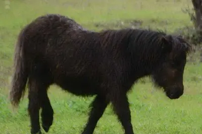 Un cavallino pony