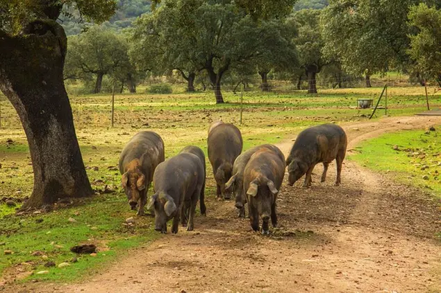 Peste suina, abbattuti 138 maiali ad Arzana (foto simbolo Pixabay)