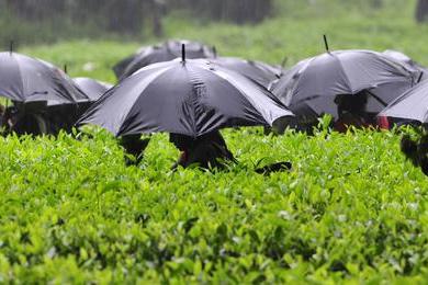 Maltempo sull’Isola, Coldiretti: “L’arrivo della pioggia salva campi e raccolti”
