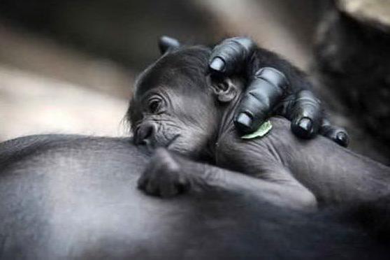 Baby gorilla allo zoo di Saint-Martin-La-Plain in Francia