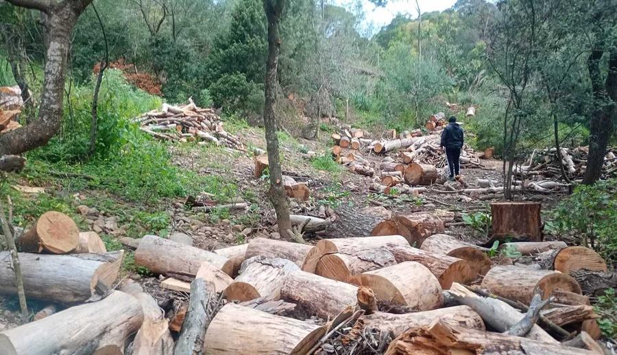 «Nessuna emergenza ambientale nella pineta»