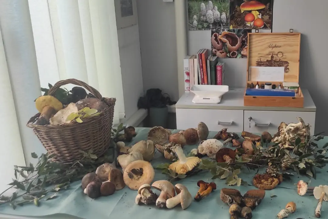 Alcuni esemplari di funghi portati all'ispettorato