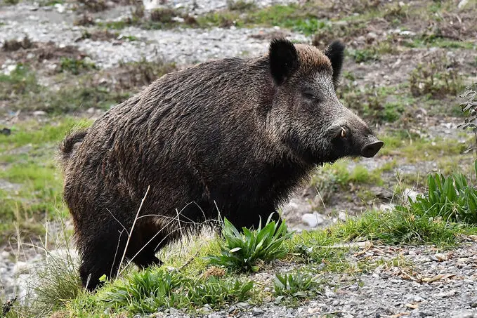 Un cinghiale 'urbano' nel letto del torrente Bisagno che ospita una folta comunita' di cinghiali, Genova, 09 febbraio 2022. Oggi c'e' stato un incontro tra gli esperti della UE-Regione Liguria per fare il punto sulle misure emergenziali adottate in contrasto alla peste suina. ANSA/LUCA ZENNARO