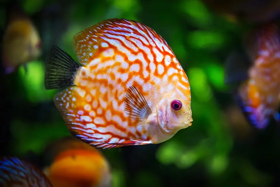 Un pesce (foto www.pixabay.com)