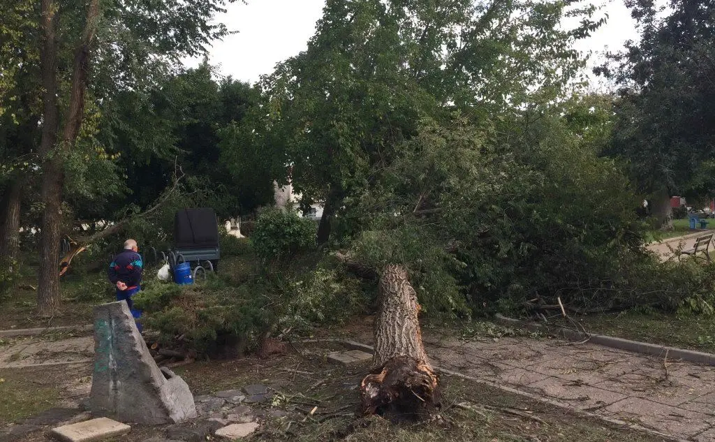L'albero caduto ai giardini (foto Elia Sanna)