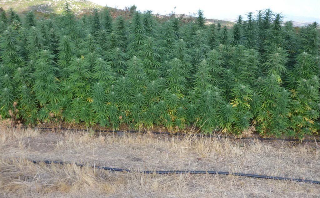 Un'altra immagine delle piante di cannabis sequestrate