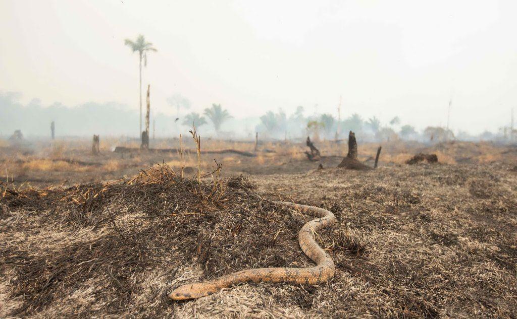 Amazzonia, la devastazione dopo gli incendi