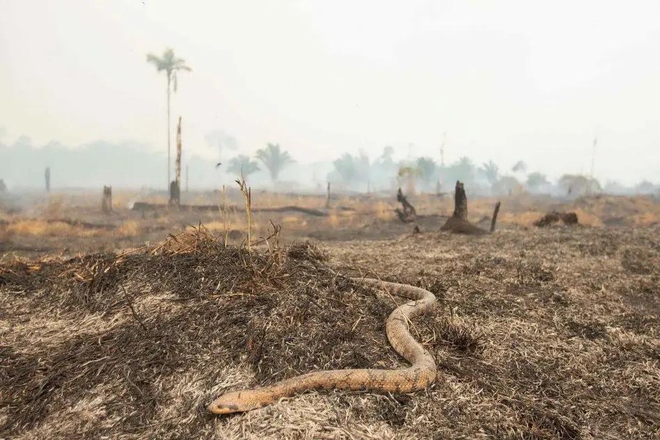 Amazzonia, la devastazione dopo gli incendi