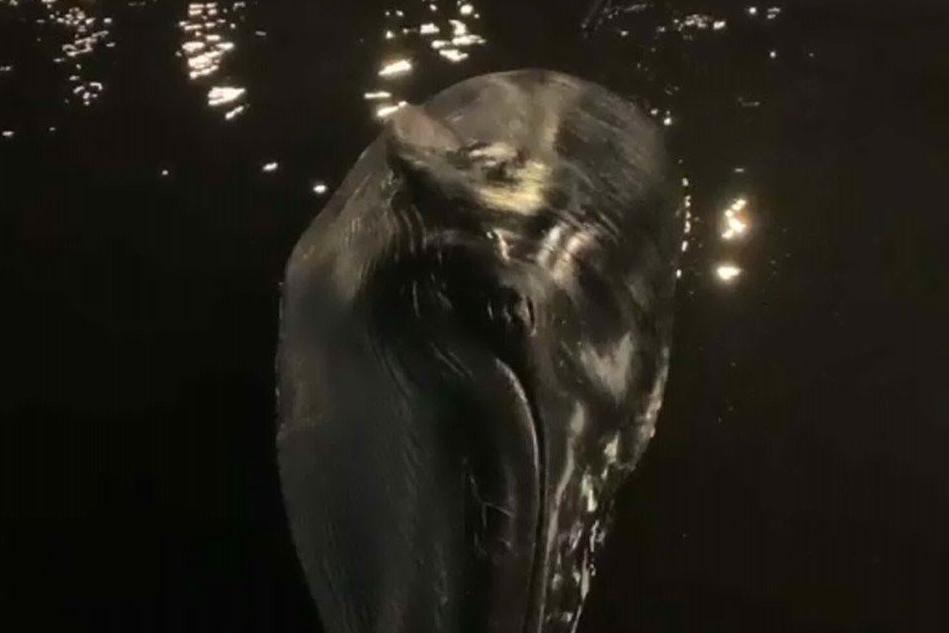 Londra, balena spiaggiata muore sulla riva del Tamigi