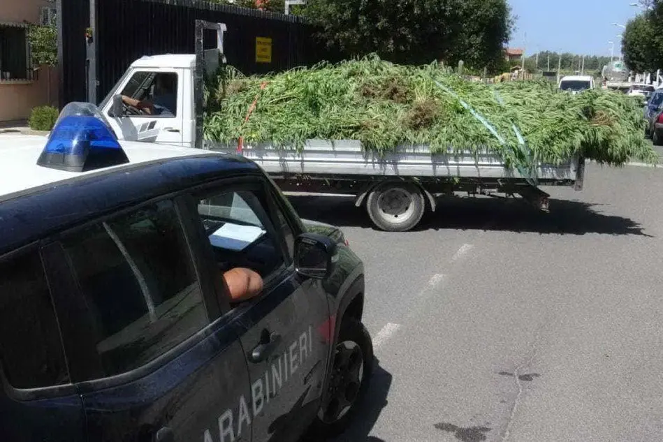 I carabinieri con un carico di piante sequestrate a Marrubiu (L'Unione Sarda - Chergia)