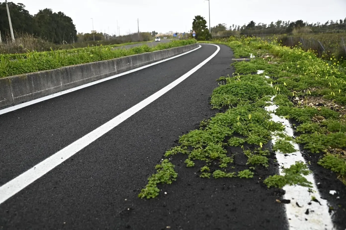 La pista ciclabile invasa dall'erba (Foto Sara Pinna)