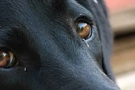 Gli occhi di un cagnolino