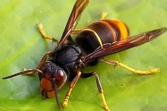 Una vespa (foto Ansa)