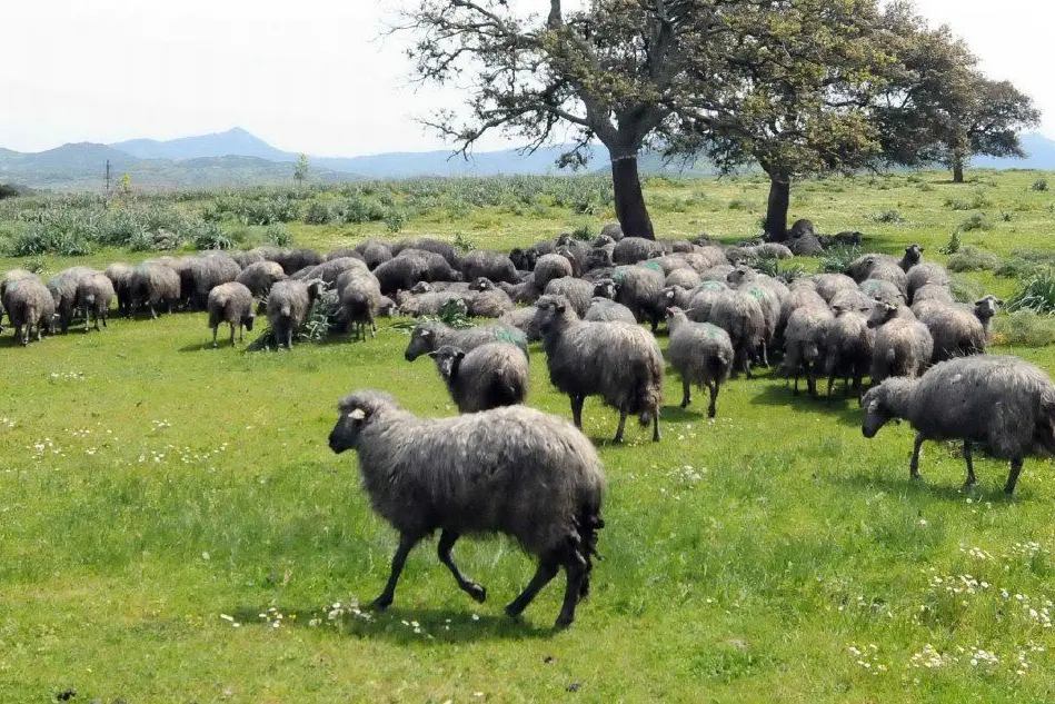 Le &quot;pecore nere&quot; al pascolo nelle campagne di Ottana