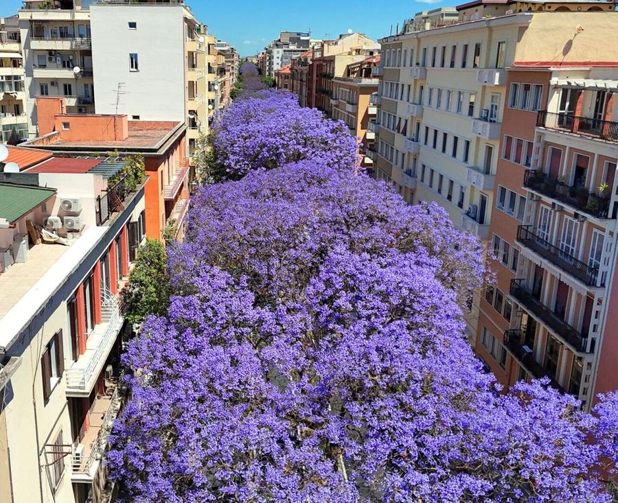 Il mare viola delle jacarande