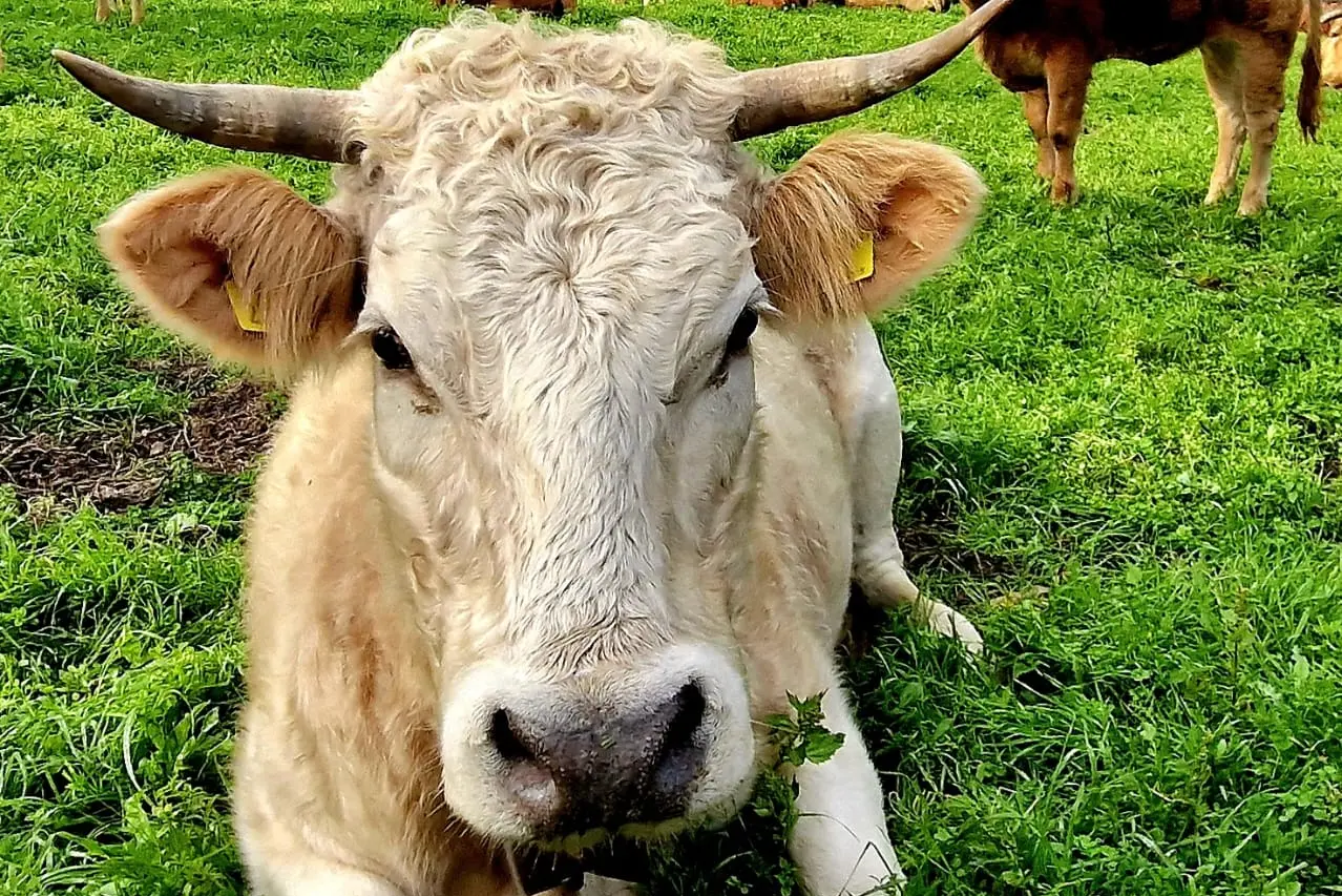 Vialibera alla movimentazione dei bovini in Sardegna