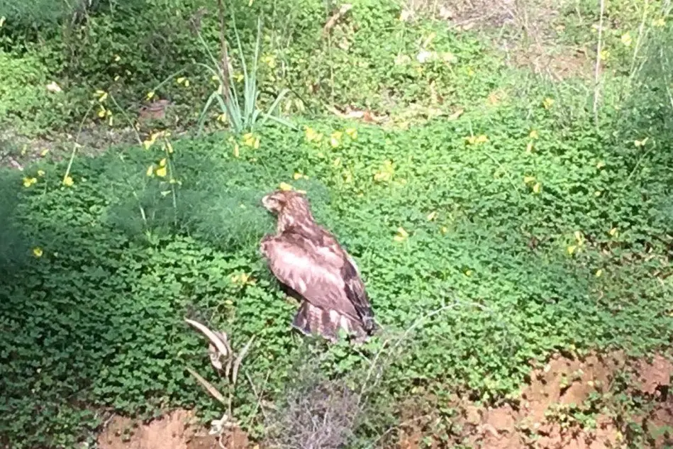 Il falco pellegrino appena uscito dalla gabbia torna in libertà