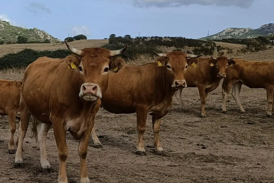 Bovini al pascolo