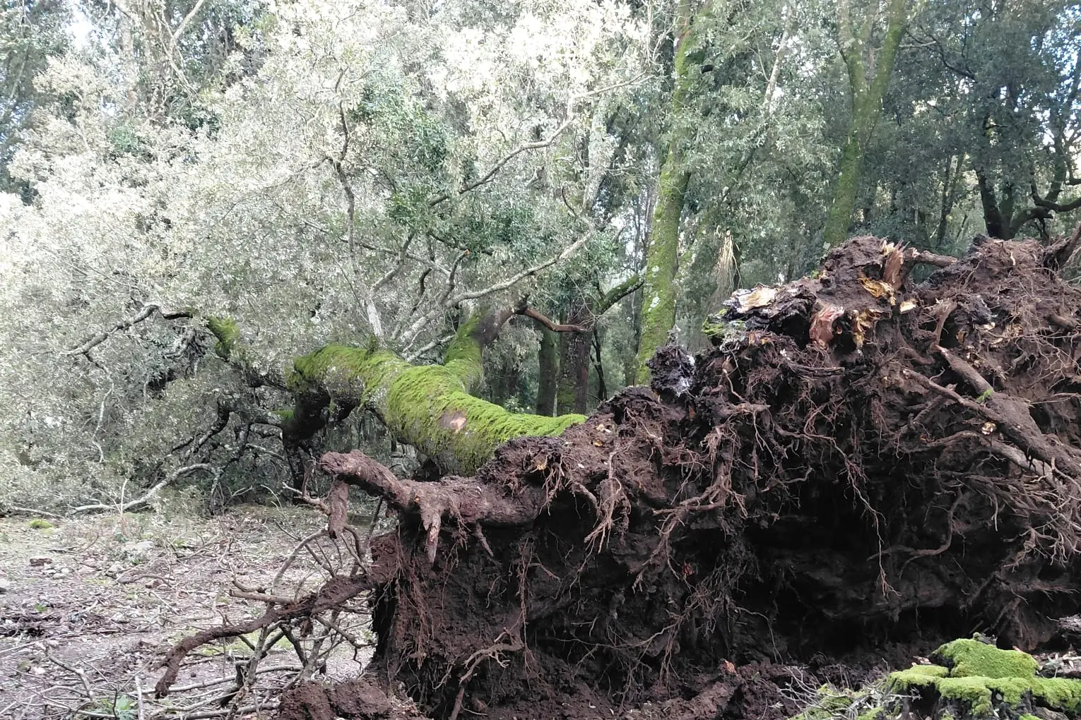 Albero abbattuto a villagrande