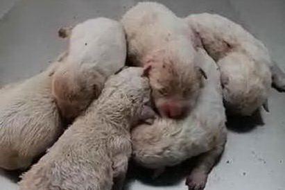 Orrore a Oristano: cuccioli chiusi in un sacco e lanciati in mezzo alla strada