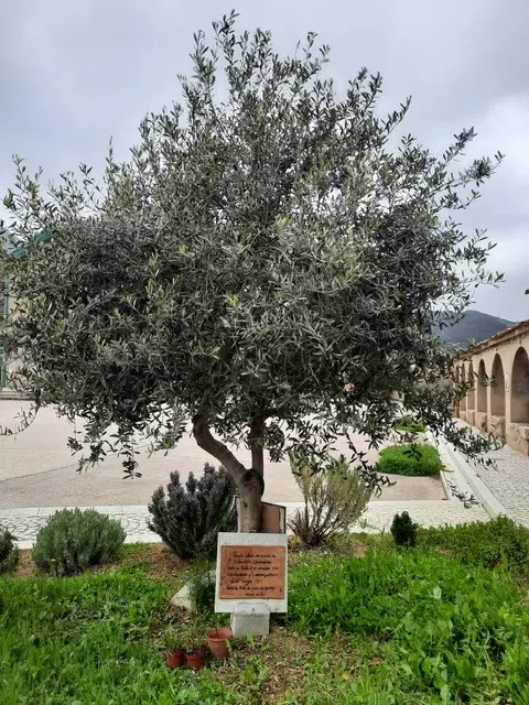 L'albero della pace a Bitti in ricordo di padre Carzedda (foto Orunesu)