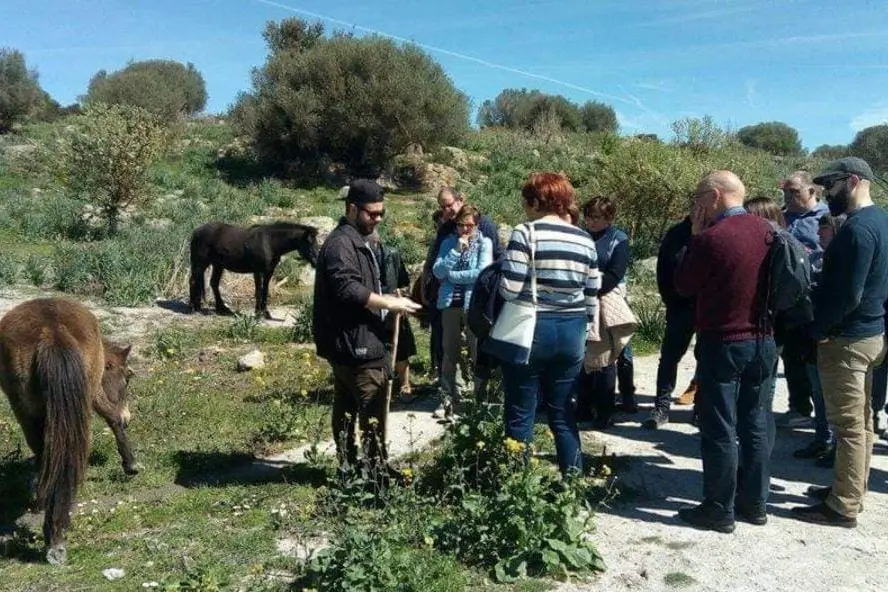 Foraging, escursione in campagna alla ricerca di erbe, bacche e fusti selvatici commestibili (foto di Erbe in Sardegna)