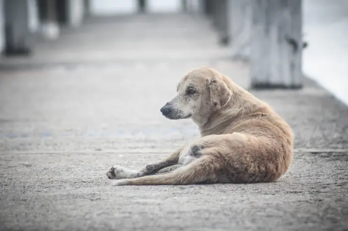 Un cane randagio (foto Ansa)