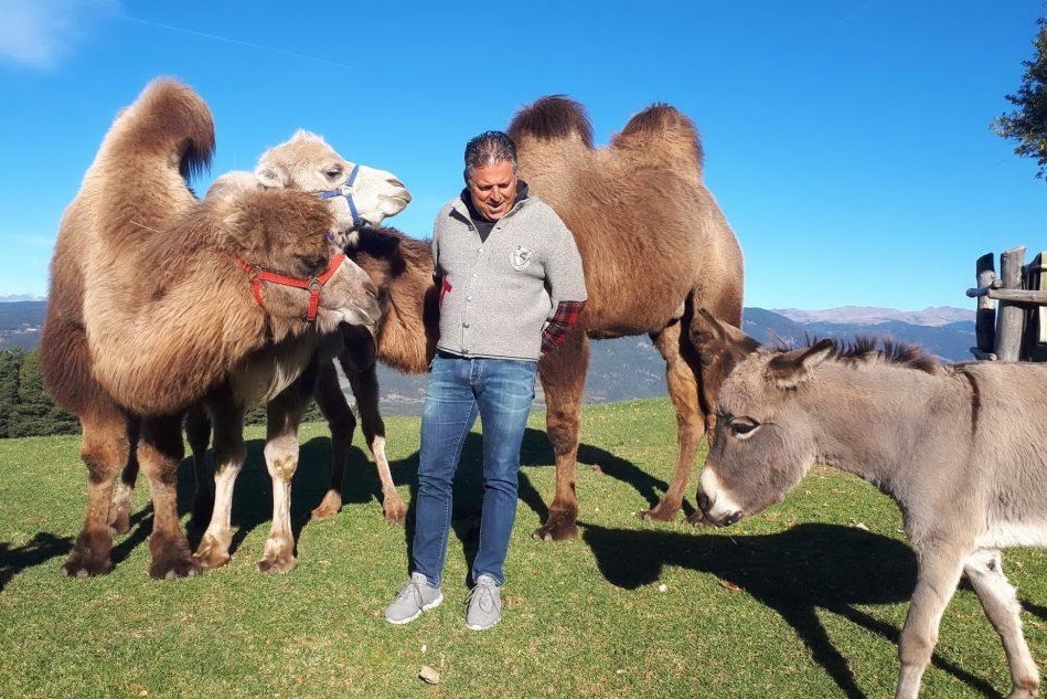 Bolzano: tre cammelli vivono sulle Dolomiti (Ansa)