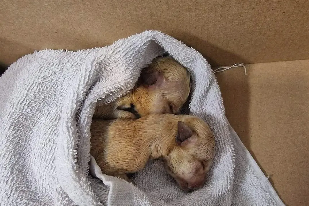 Due dei cinque cuccioli trovati nel cassonetto in via Leoncavallo (foto L'Unione Sarda - Tellini)