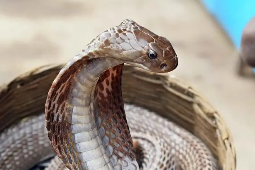 Un cobra (foto Pixabay.com)