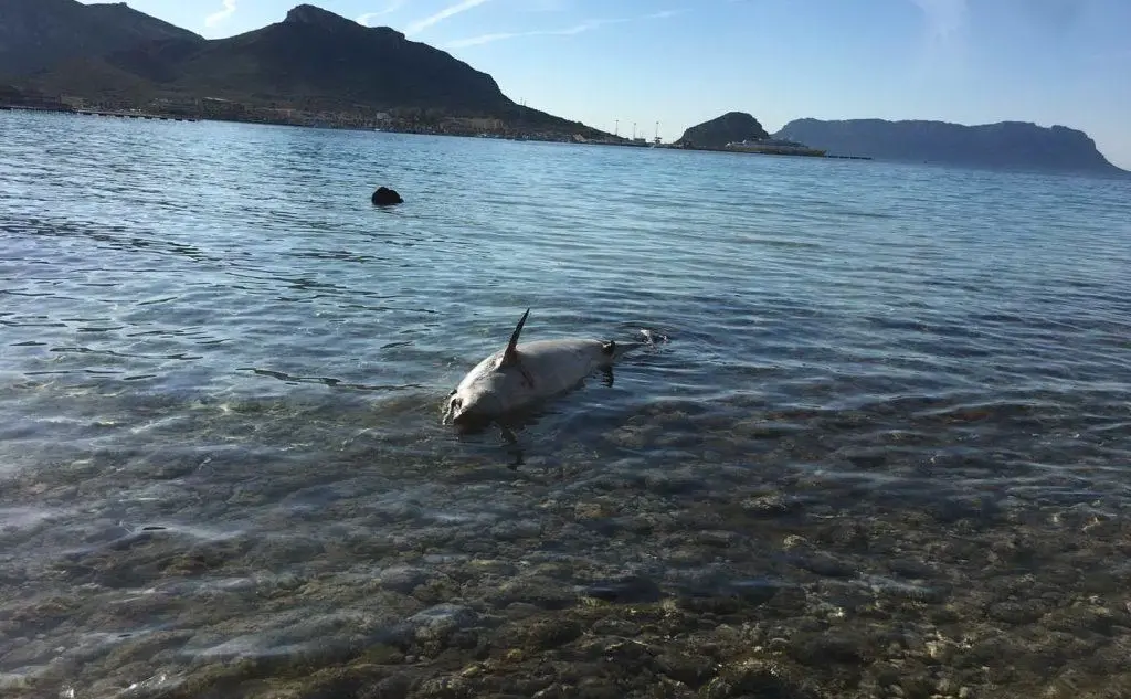 La carcassa del delfino (foto L'Unione Sarda - Serreli)