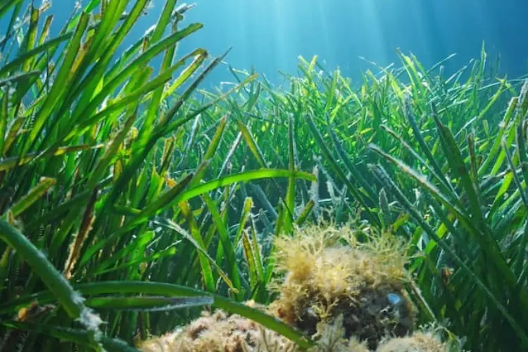 Posidonia oceanica a Valledoria (foto concessa)