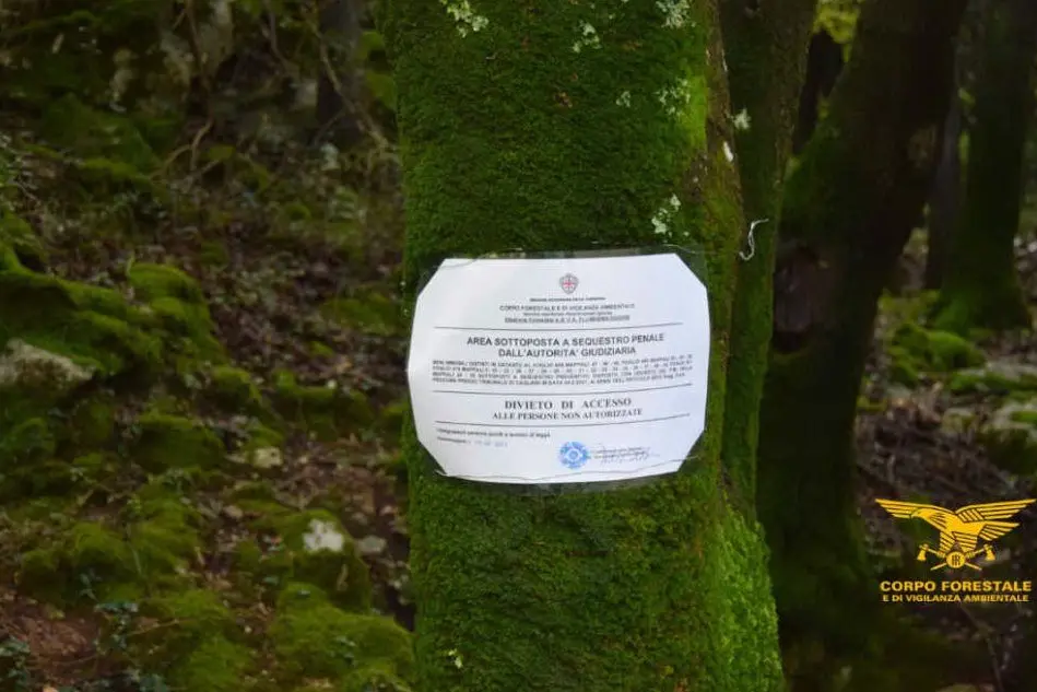 (foto Corpo forestale)