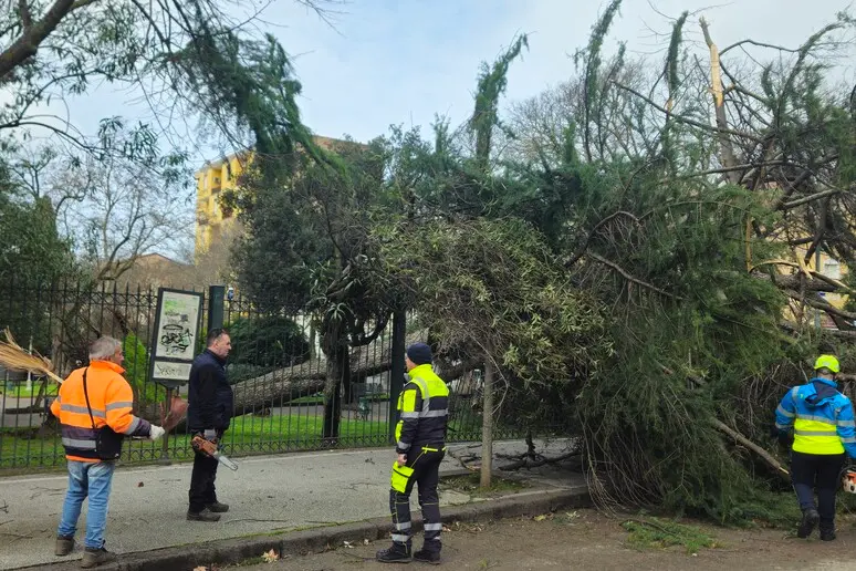 Albero crollato a Sassari