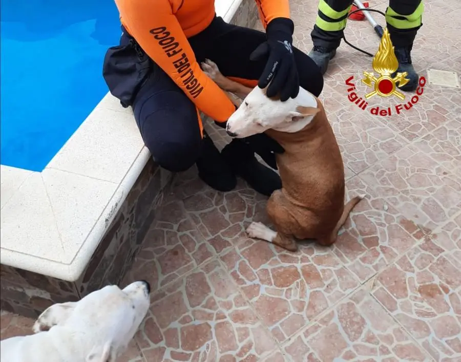 Il recupero dei cuccioli (foto Vigili del fuoco)