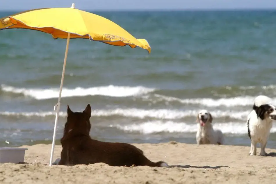 Cani in spiaggia (Ansa)