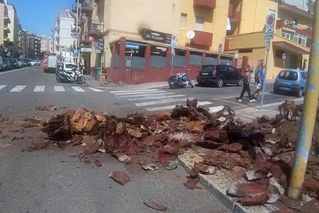 Palma si schianta al suolo: Cagliari, paura in via della Pineta