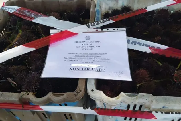 I ricci sequestrati (Foto: Guardia costiera)