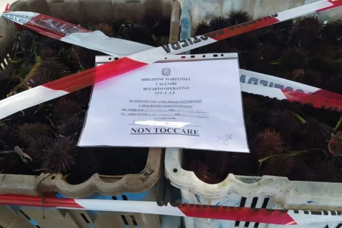 I ricci sequestrati  (Foto: Guardia costiera)