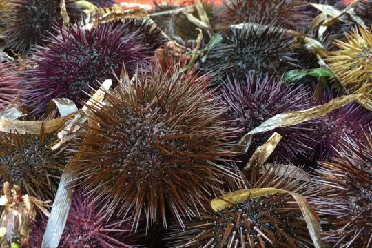 I ricci (Archivio L'Unione Sarda)