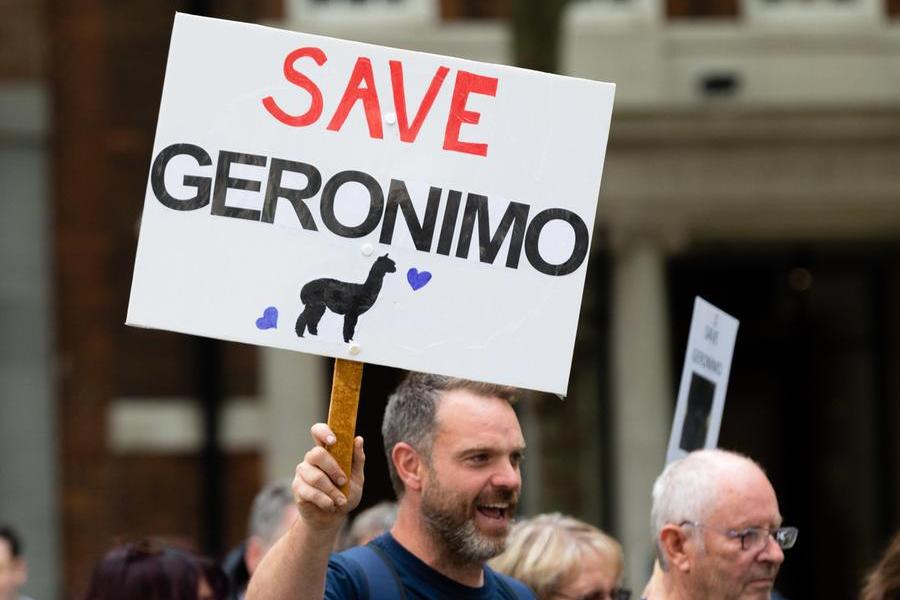 “Salviamo Geronimo”: gli animalisti si mobilitano per l’alpaca condannato a morte